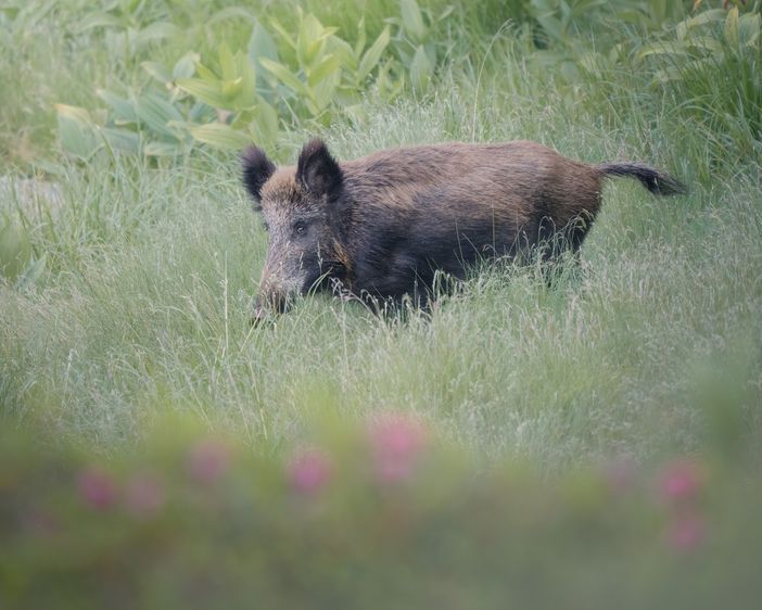 «Contro i cinghiali niente soluzioni fai-da-te: rivolgetevi alla Provincia»