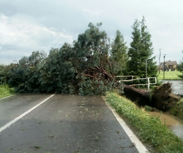 Maltempo: allagamenti a Desana, ramo cade al Cup