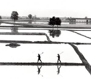 "Un tavolo di lavoro sulla difesa del riso vercellese"