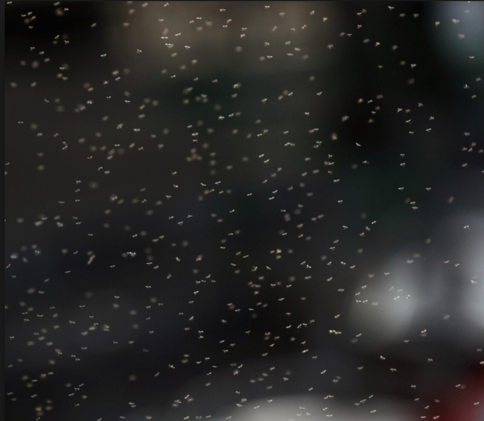 Città e paesi invasi dai micro moscerini Città e paesi invasi dai micro moscerini