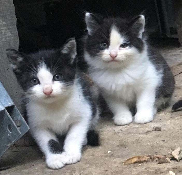 Gatti, randagismo in aumento: circa 200 le colonie feline censite dall'Asl