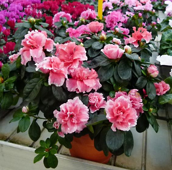 Le azalee della ricerca nelle piazze vercellesi