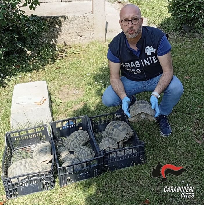 Sequestrate 13 tartarughe di terra di specie protette: denunciato il proprietario Sequestrate 13 tartarughe di terra di specie protette: denunciato il proprietario
