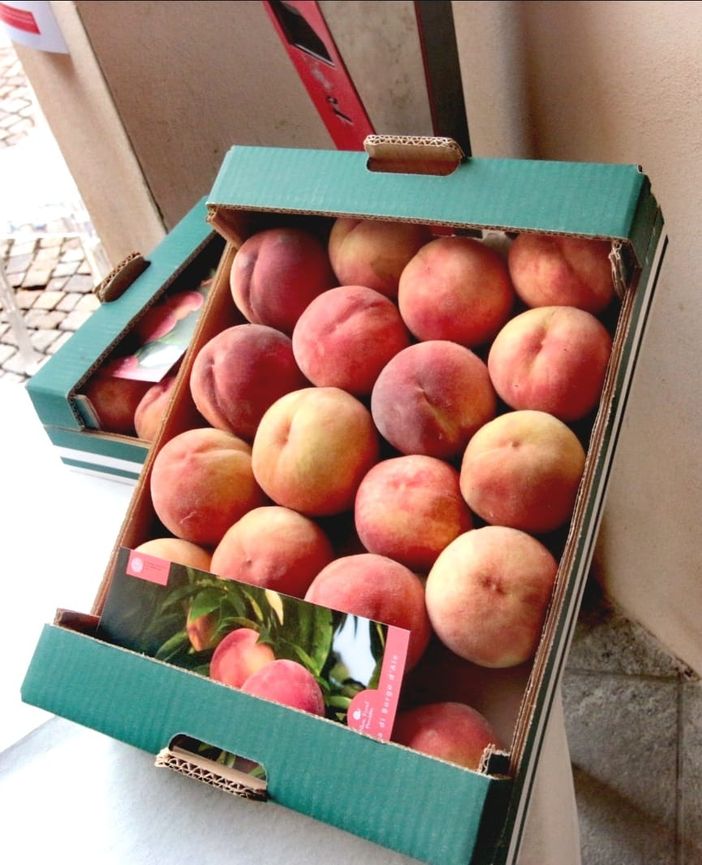 La "Bella" di Borgo d'Ale è presidio Slow Food: un frutto che racconta la storia del territorio