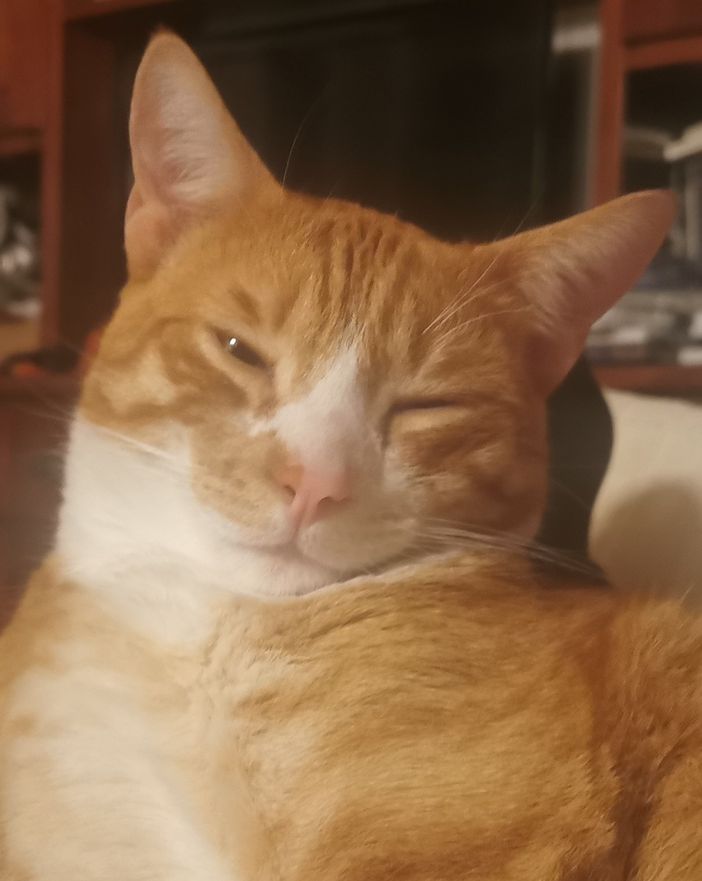 Miao! Oggi è la giornata del gatto