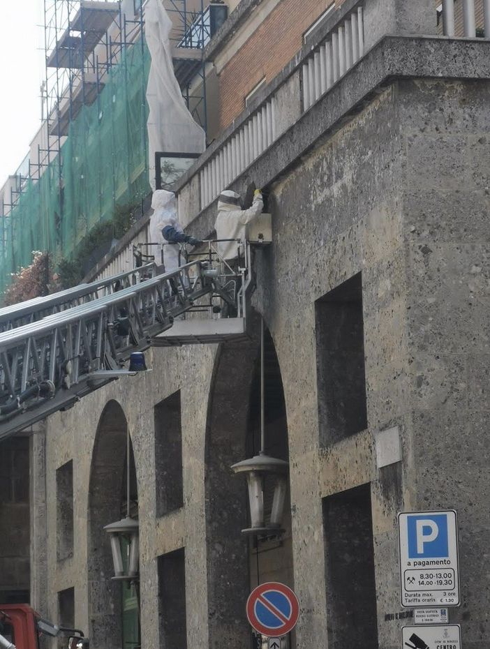 Sciame di api in piazza Zumaglini: l'intervento di recupero - FOTO Sciame di api in piazza Zumaglini: l'intervento di recupero - FOTO