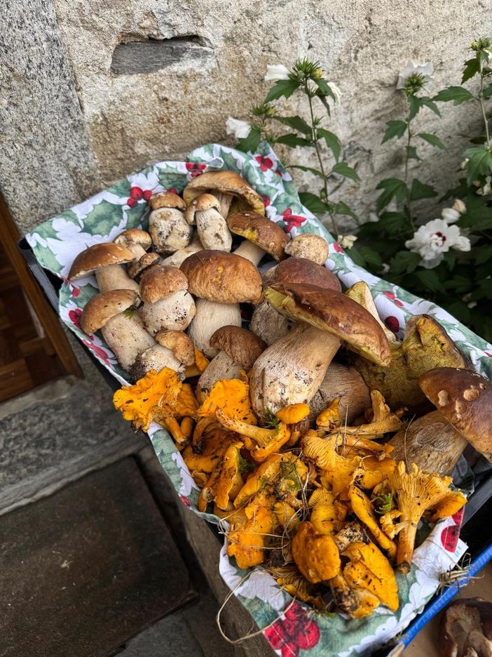 Raccolta funghi, il vademecum per gli appassionati