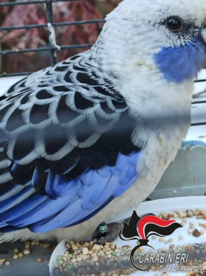 Scomparso da 3 mesi da Buronzo, pappagallino ritrovato a Cerrione Scomparso da 3 mesi da Buronzo, pappagallino ritrovato a Cerrione