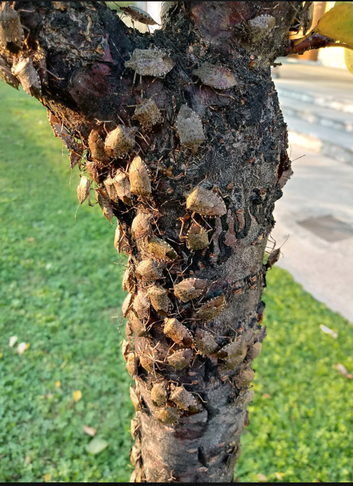 Cimice asiatica: un flagello per soia, mais, pere, kiwi Cimice asiatica: un flagello per soia, mais, pere, kiwi