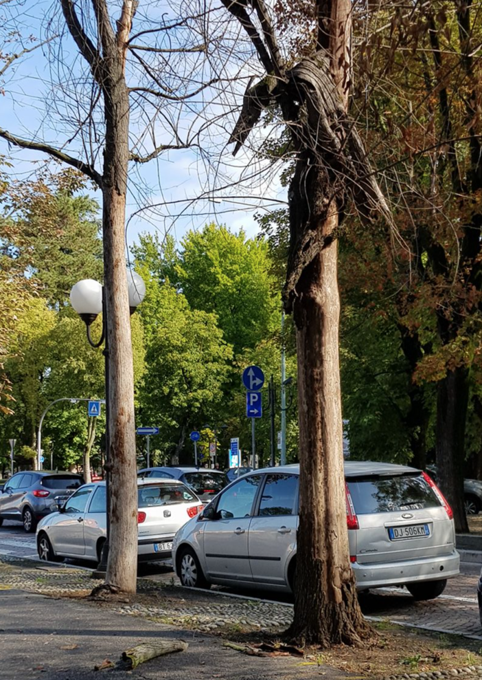 Viale Garibaldi: devono essere abbattuti gli olmi malati