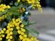 8 marzo, l'Abc della mimosa: perché si regala, dove nasce e come conservarla
