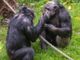 Scimpanzé in guerra, cuccioli strappati alle madri: il caso in Uganda Scimpanzé in guerra, cuccioli strappati alle madri: il caso in Uganda