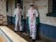 Ebola, negativo il test del paziente rientrato in Sardegna dal Congo Ebola, negativo il test del paziente rientrato in Sardegna dal Congo