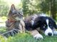 Animali Domestici e Attività Fisica: Come il Movimento Influisce su Salute e Sicurezza
