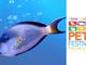 A Petsfestival c’è la più grande fiera di acquari d’Italia