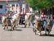 Asigliano in festa per la Corsa dei Buoi
