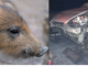 Finisce con l'auto contro un cinghiale Finisce con l'auto contro un cinghiale