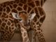 Al Safari Park nasce una giraffa. E' la prima volta dal 1992 Al Safari Park nasce una giraffa. E' la prima volta dal 1992