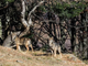 Tornano i lupi sulle montagne della Valsessera: ecco la foto del branco Tornano i lupi sulle montagne della Valsessera: ecco la foto del branco