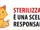 Conosci 588 persone disposte ad adottare un gattino? Allora sterilizza il tuo micio