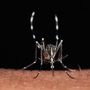 Da zecche a zanzare rischio virus in vacanza, Bassetti: "Non solo in Paesi esotici" Da zecche a zanzare rischio virus in vacanza, Bassetti: "Non solo in Paesi esotici"