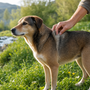 Advantix per cani: la protezione mirata che funziona Advantix per cani: la protezione mirata che funziona