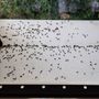 Cimice dell'olmo, trattamenti e consigli per evitare l'infestazione