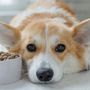 Cosa dare da mangiare al cane quando ha la diarrea? Cibi consigliati e cosa evitare Cosa dare da mangiare al cane quando ha la diarrea? Cibi consigliati e cosa evitare