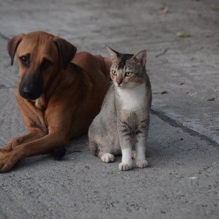 Florentero Fast: il supporto nutrizionale essenziale per il benessere intestinale di cani e gatti Florentero Fast: il supporto nutrizionale essenziale per il benessere intestinale di cani e gatti