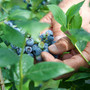 Dalla terra al consumatore: la filiera corta di Joinfruit