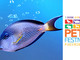 A Petsfestival c’è la più grande fiera di acquari d’Italia A Petsfestival c’è la più grande fiera di acquari d’Italia