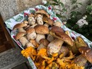 Raccolta funghi, il vademecum per gli appassionati Raccolta funghi, il vademecum per gli appassionati