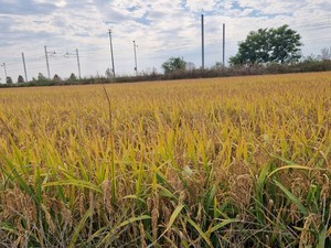 Coldiretti: «Persa un'occasione per rafforzare la tenuta del settore»