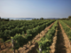 Onav Vercelli: serata di degustazione coi i vini Lugana