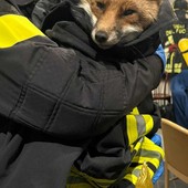 «C'è una volpe da salvare...»