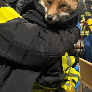 «C'è una volpe da salvare...»