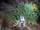 Crolla un albero in strada: Vigili del Fuoco in azione a Villarboit
