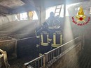 Stalla a fuoco a Lamporo, morti alcuni maialini Stalla a fuoco a Lamporo, morti alcuni maialini