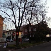 Alberi morti o in stato di sofferenza, di chi è la responsabilità? Alberi morti o in stato di sofferenza, di chi è la responsabilità?