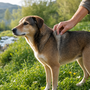 Advantix per cani: la protezione mirata che funziona