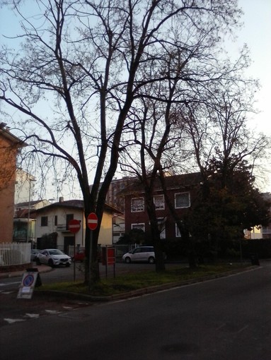 Alberi morti o in stato di sofferenza, di chi è la responsabilità? Alberi morti o in stato di sofferenza, di chi è la responsabilità?