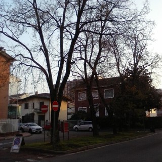 Alberi morti o in stato di sofferenza,  di chi è la responsabilità?