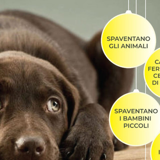 Botti di Capodanno, ordinanza di diveto e invito al buonsenso