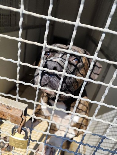 Una cena per aiutare il cane Brando