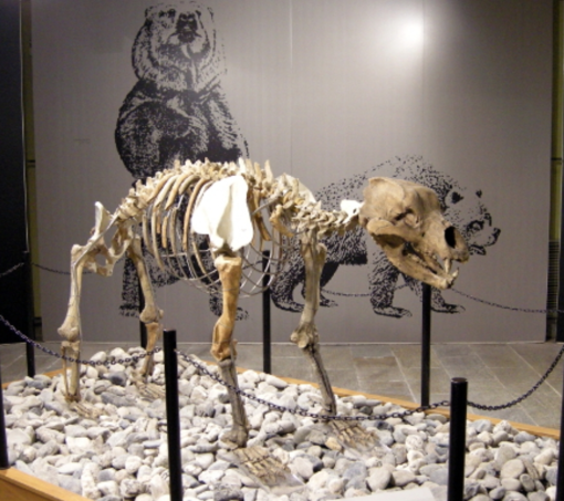 Il museo di Archeologia e Paleontologia svela al pubblico i suoi segreti