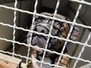 Una cena per aiutare il cane Brando