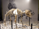 Il museo di Archeologia e Paleontologia svela al pubblico i suoi segreti