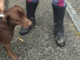 Novara: sparge una sostanza tossica sul marciapiedi per tener lontani i cani