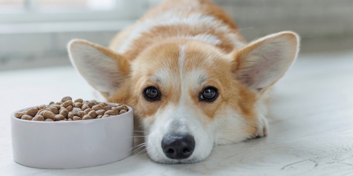 Cosa dare da mangiare al cane quando ha la diarrea? Cibi consigliati e cosa evitare Cosa dare da mangiare al cane quando ha la diarrea? Cibi consigliati e cosa evitare