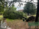 Crescentino, alberi abbattuti dal temporale Crescentino, alberi abbattuti dal temporale